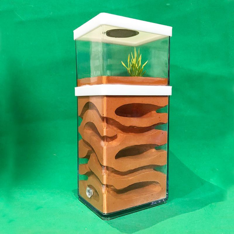 The Ultimate Guide to Setting Up and Maintaining a Plaster Ant Farm