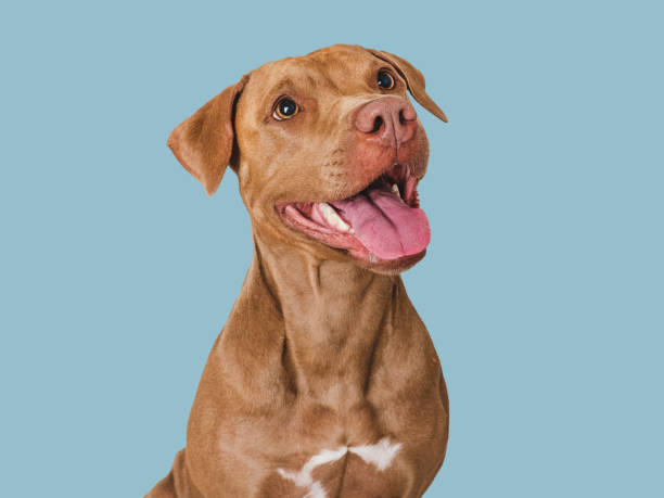 5 Products To Keep Your Pet Safe On Pet Theft Awareness Day