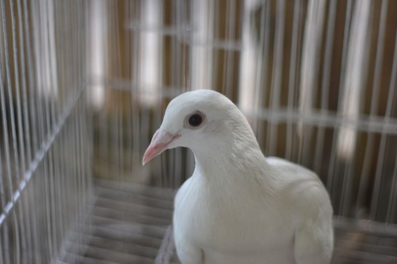 How To Choose The Right Bird Cage - Birdcage Buying Guide