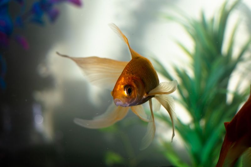 How To Choose The Best Aquarium Light - Fish Tank Lights Buying Guide