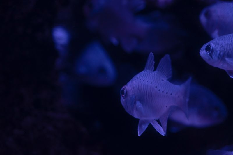 6 Best Aquarium Lights For Your Home Fish Tank